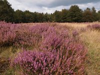 NL, Drenthe, Hoogeveen, Nuilerveld 8, Saxifraga-Hans Dekker